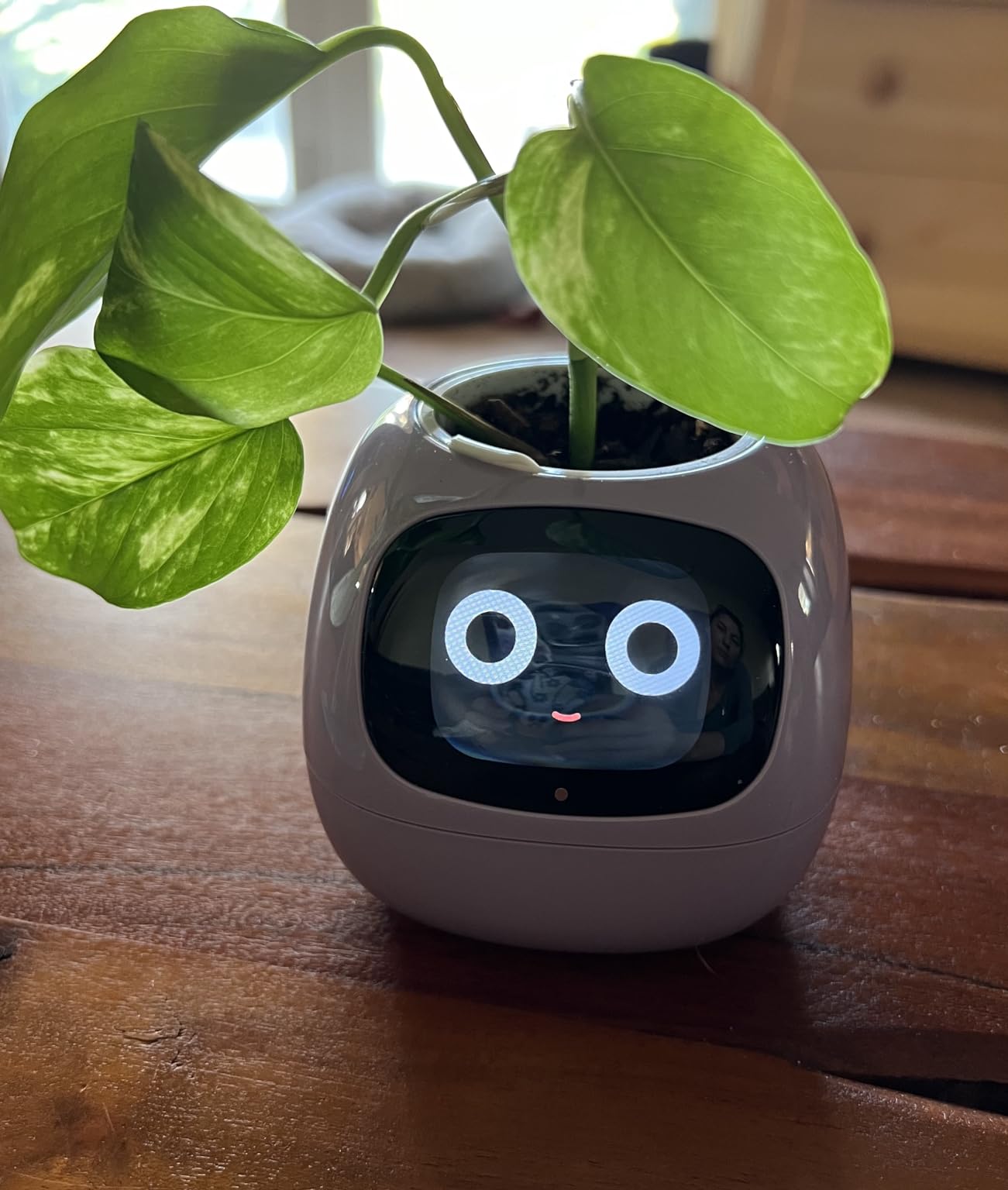 Plantagotchi