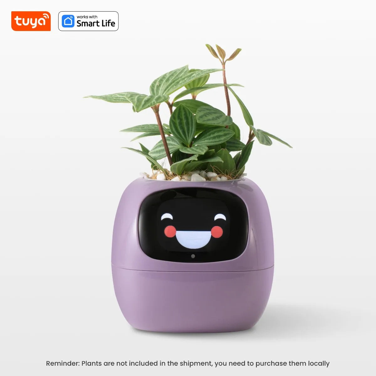 virtual plant pot Plantagotchi
